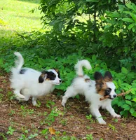 Cotton, a male Papillon for sale in Rutledge, AL – 2 of 8