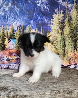 Lark, a male Papillon for sale in Rutledge, AL – 2 of 6