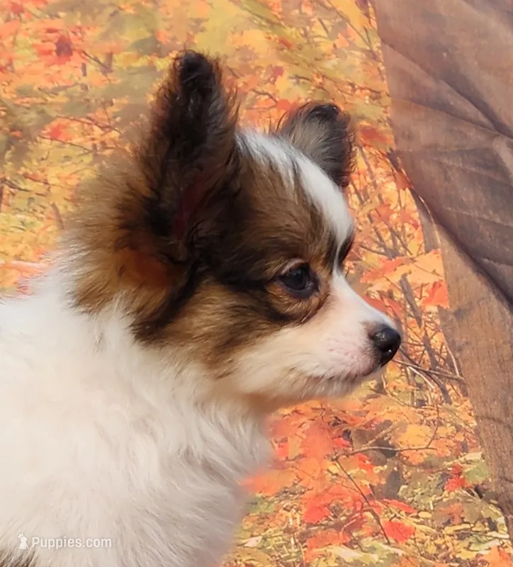 Tawny – Papillon puppy for sale in Rutledge, AL
