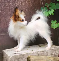 Bouquet , a female Papillon for sale in Rutledge, AL – 4 of 7