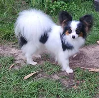 Lark, a male Papillon for sale in Rutledge, AL – 6 of 6
