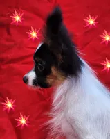 EUREKA , a male Papillon for sale in Rutledge, AL – 5 of 8