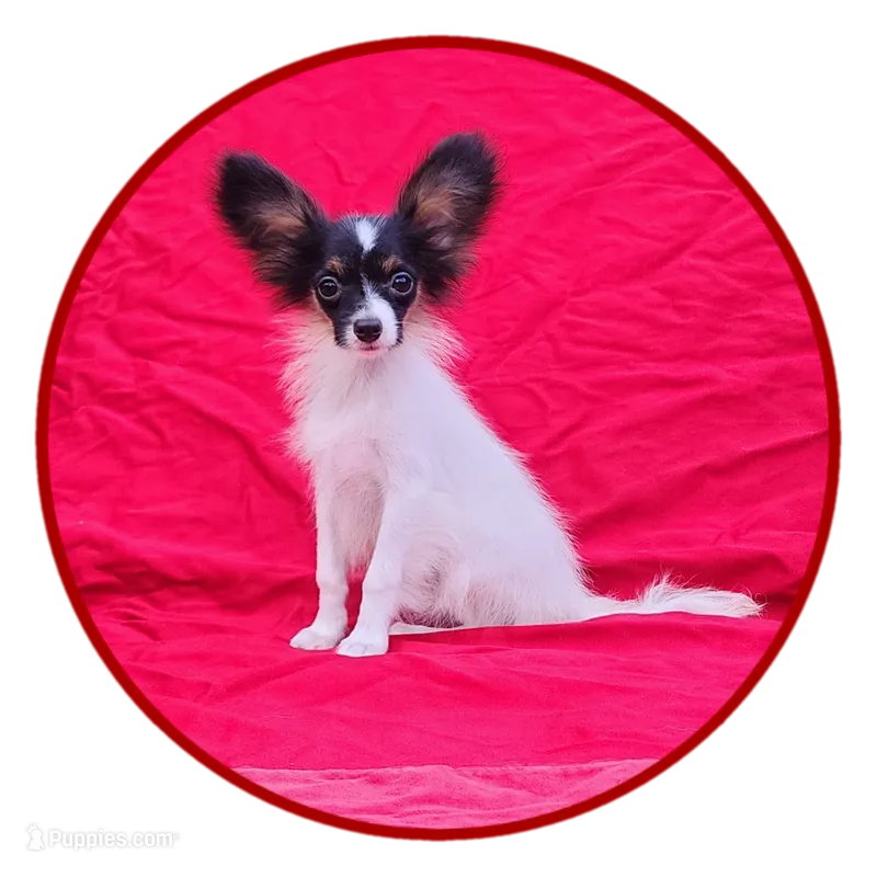 EUREKA  – Papillon puppy for sale in Rutledge, AL