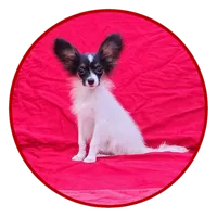 EUREKA , a male Papillon for sale in Rutledge, AL – 1 of 8