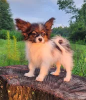 Teddy, a female Papillon for sale in Rutledge, AL – 2 of 2