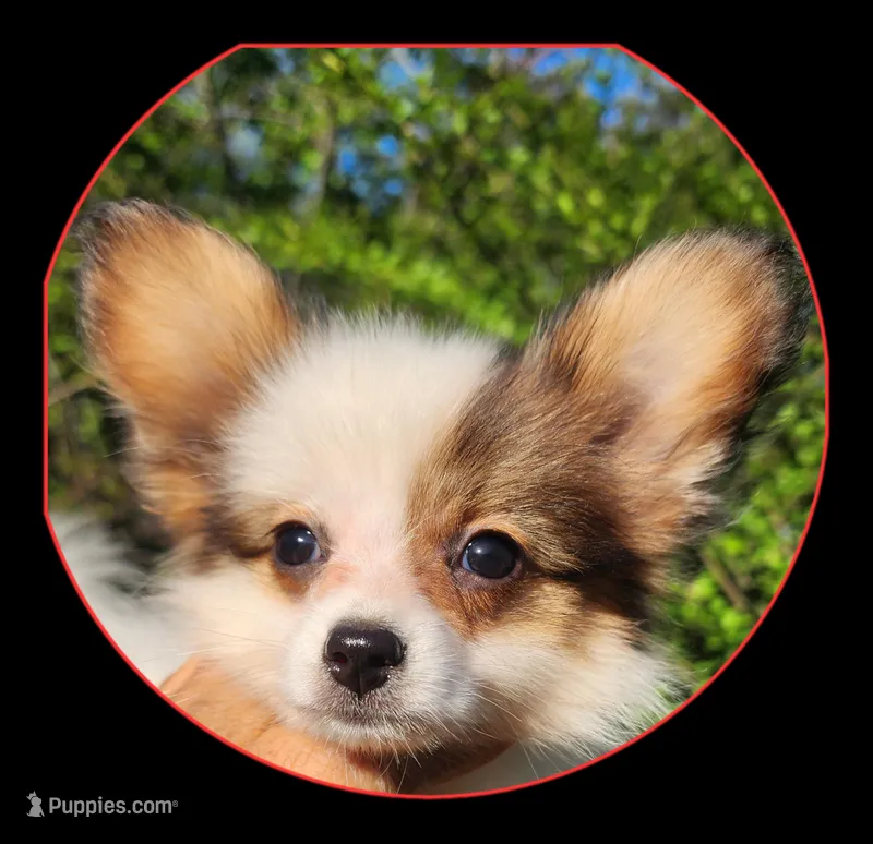Bouquet , a female Papillon for sale in Rutledge, AL – Photo 1 of 1