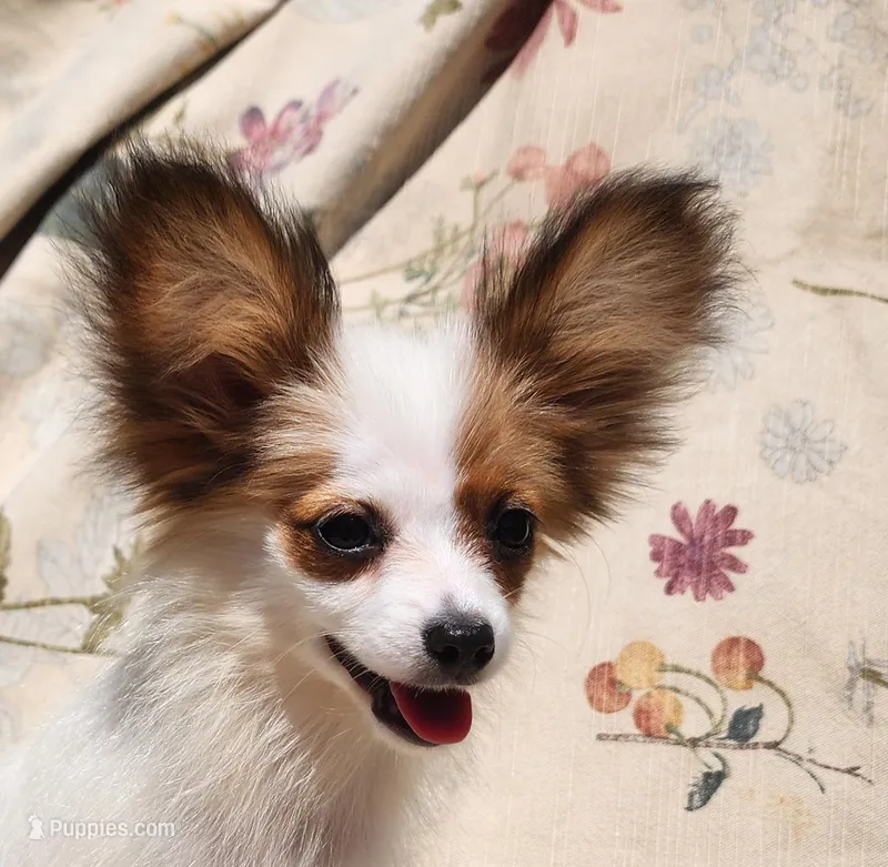 Bouquet  – Papillon puppy for sale in Rutledge, AL