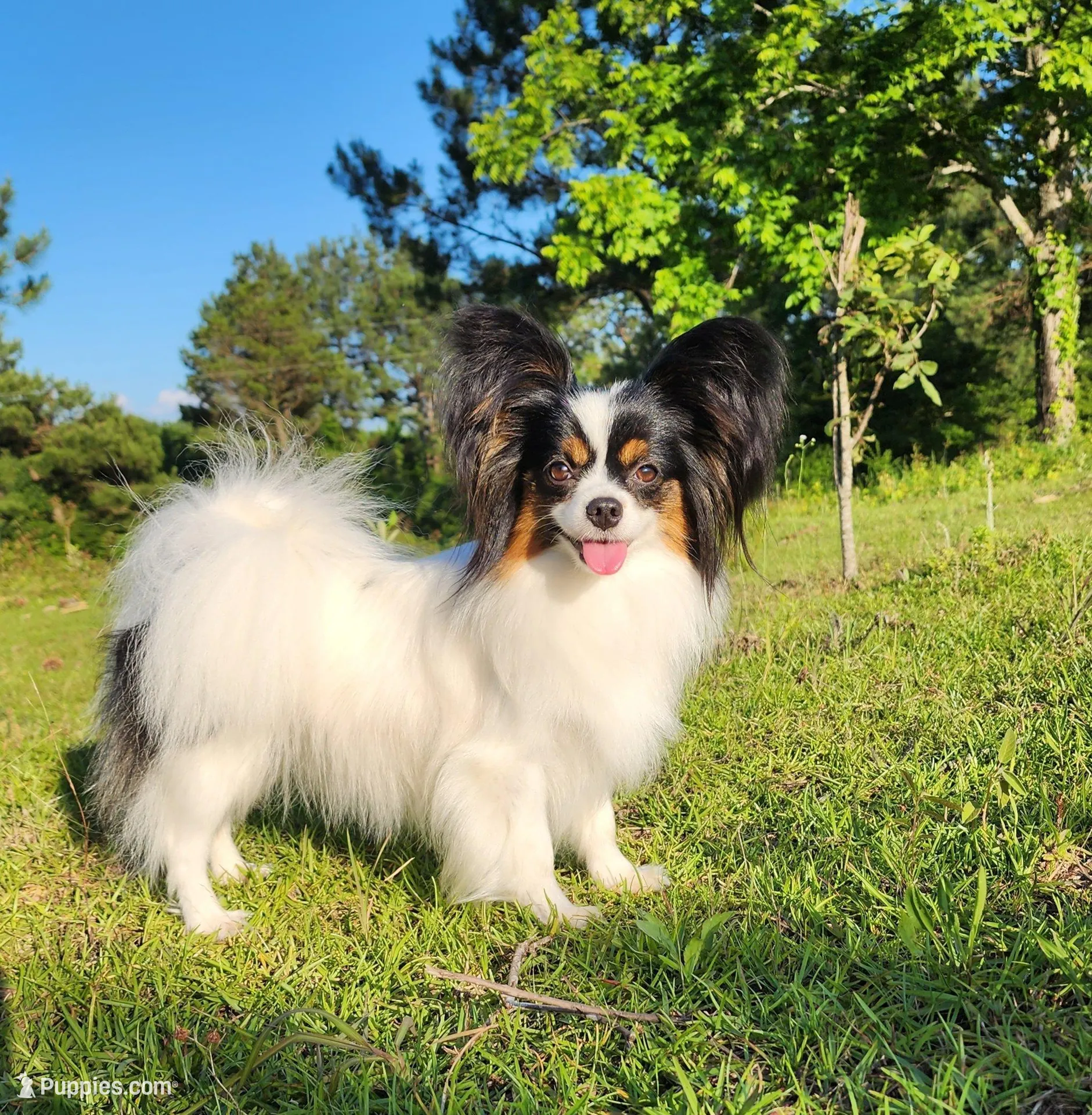 Bouquet , a female Papillon for sale in Rutledge, AL – 7 of 7