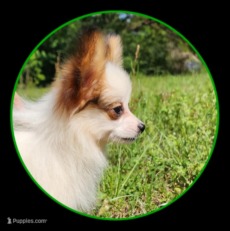 Bouquet  – Papillon puppy for sale in Rutledge, AL