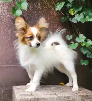 Vunder , a male Papillon for sale in Rutledge, AL – 2 of 5