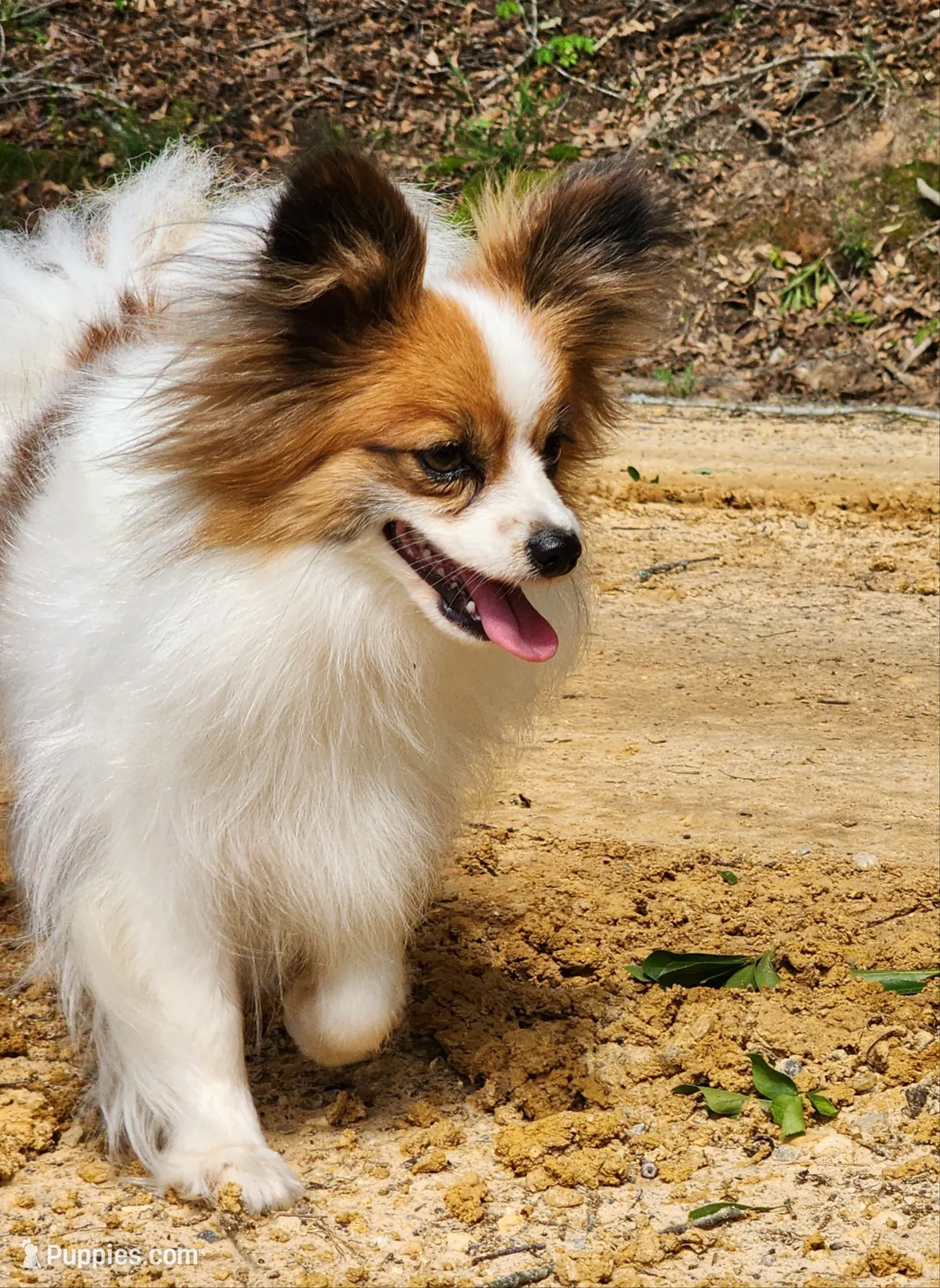 Tawny, a female Papillon for sale in Rutledge, AL – 4 of 5
