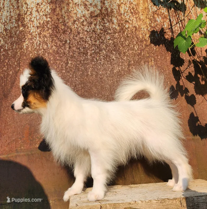 Cotton – Papillon puppy for sale in Rutledge, AL