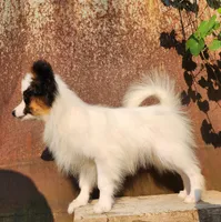 Cotton, a male Papillon for sale in Rutledge, AL – 1 of 10