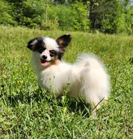 Cotton, a male Papillon for sale in Rutledge, AL – 4 of 10