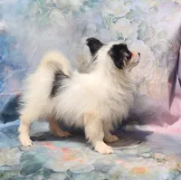 Cotton, a male Papillon for sale in Rutledge, AL – 7 of 10
