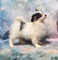 Cotton, a male Papillon for sale in Rutledge, AL – 8 of 10