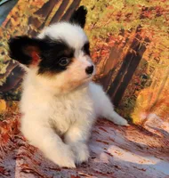 Cotton, a male Papillon for sale in Rutledge, AL – Photo 4 of 5
