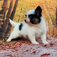 Cotton, a male Papillon for sale in Rutledge, AL – Photo 1 of 5