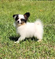 Cotton, a male Papillon for sale in Rutledge, AL – 6 of 10
