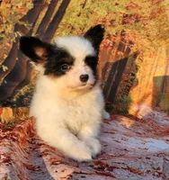 Cotton, a male Papillon for sale in Rutledge, AL – Photo 5 of 5