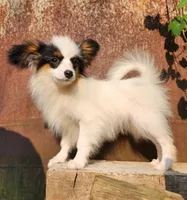 Cotton, a male Papillon for sale in Rutledge, AL – 3 of 10