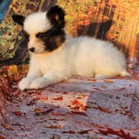 Cotton, a male Papillon for sale in Rutledge, AL – Photo 3 of 5
