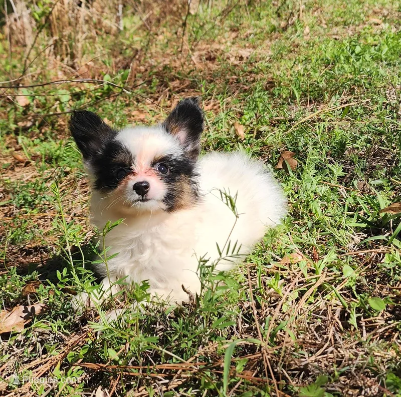 Cotton – Papillon puppy for sale in Rutledge, AL