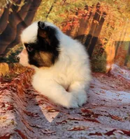Cotton, a male Papillon for sale in Rutledge, AL – Photo 2 of 5