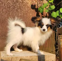 Cotton, a male Papillon for sale in Rutledge, AL – 2 of 10