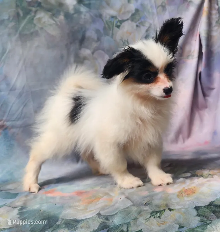 Cotton – Papillon puppy for sale in Rutledge, AL