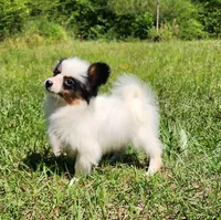 Cotton, a male Papillon for sale in Rutledge, AL – 5 of 10