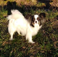 EUREKA , a male Papillon for sale in Rutledge, AL – 8 of 8