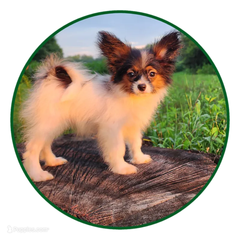 Teddy – Papillon puppy for sale in Rutledge, AL