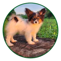 Teddy, a female Papillon for sale in Rutledge, AL – 1 of 2
