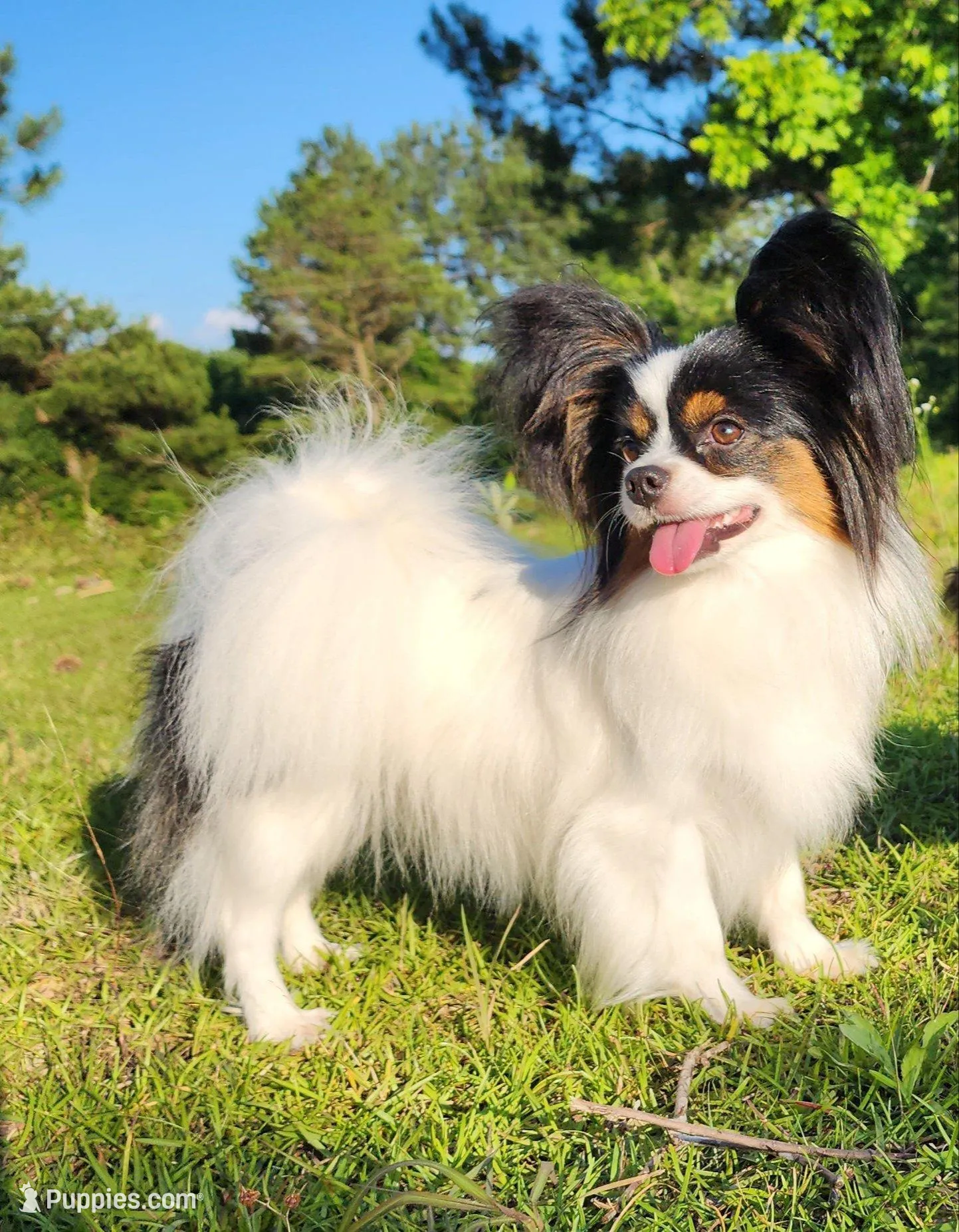 Cotton, a male Papillon for sale in Rutledge, AL – 9 of 10