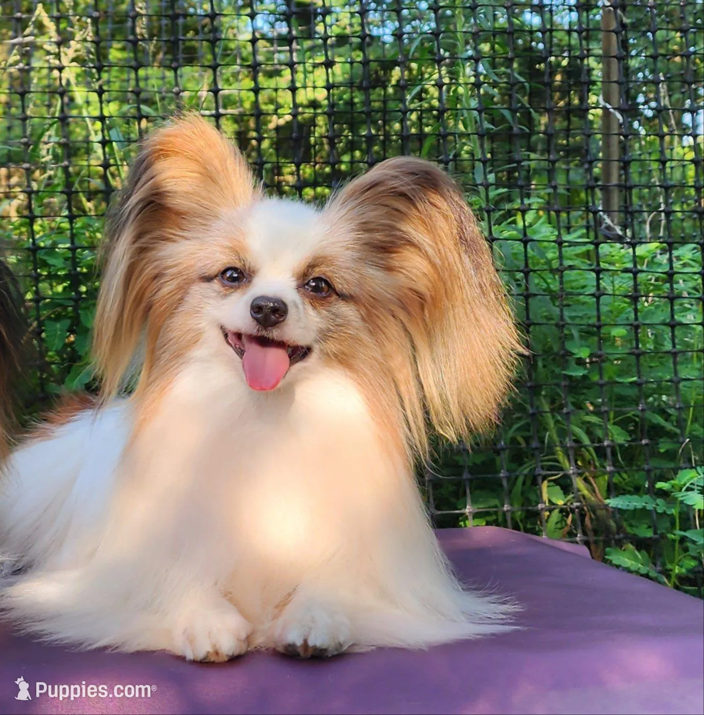 Cotton, a male Papillon for sale in Rutledge, AL – 10 of 10