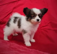 Tawny, a female Papillon for sale in Rutledge, AL – 1 of 5