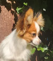 Vunder , a male Papillon for sale in Rutledge, AL – 1 of 6