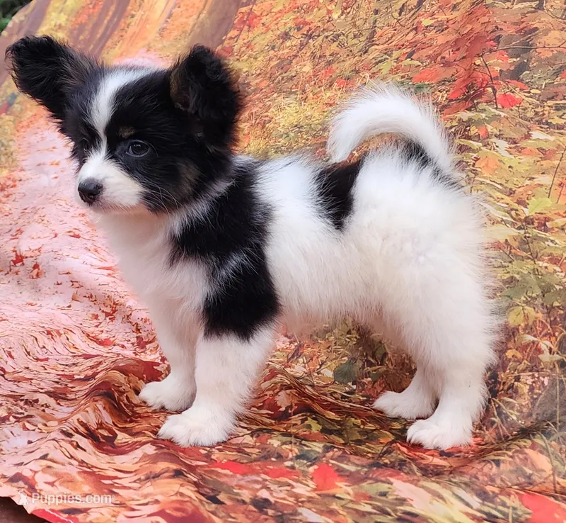 Presto – Papillon puppy for sale in Rutledge, AL