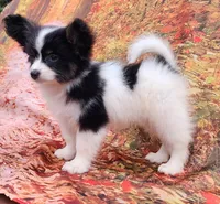 Presto, a female Papillon for sale in Rutledge, AL – 1 of 5