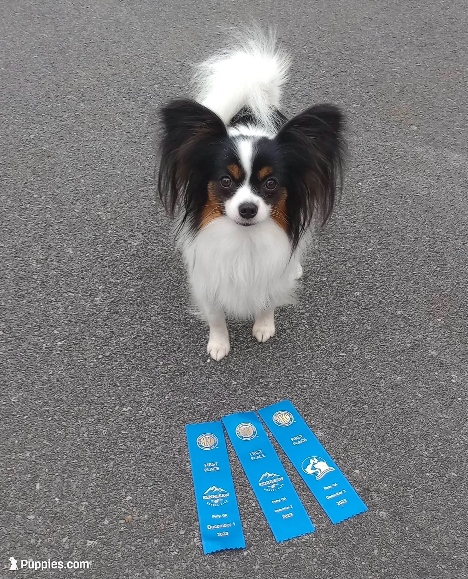 Diamond, a male Papillon for sale in Rutledge, AL – 6 of 8