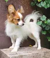 Vunder , a male Papillon for sale in Rutledge, AL – 3 of 5