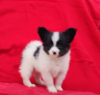 Tippy, a male Papillon for sale in Rutledge, AL – 4 of 4