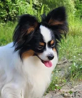 Lasso, a male Papillon for sale in Rutledge, AL – Photo 1 of 3