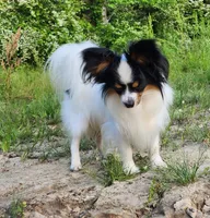 Lasso, a male Papillon for sale in Rutledge, AL – Photo 3 of 3