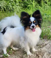 Lasso, a male Papillon for sale in Rutledge, AL – Photo 2 of 3