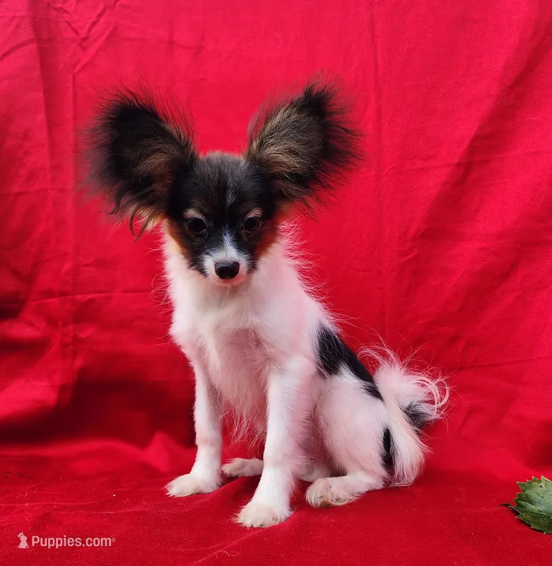 Teddy – Papillon puppy for sale in Rutledge, AL