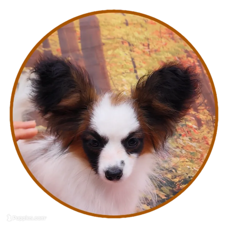 Raccoon  – Papillon puppy for sale in Rutledge, AL