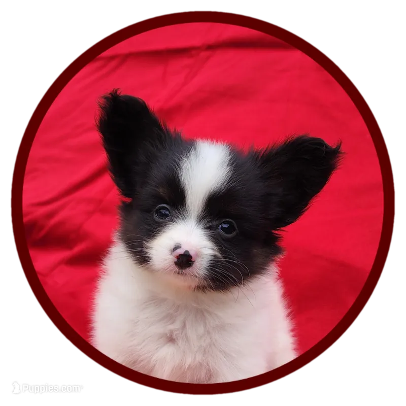 Tippy – Papillon puppy for sale in Rutledge, AL