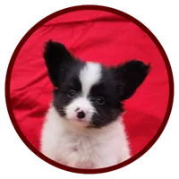Tippy, a male Papillon for sale in Rutledge, AL – 1 of 4